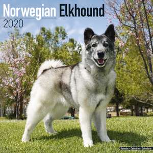 Norwegian Elkhound Calendar 2020 de Avonside Publishing Ltd