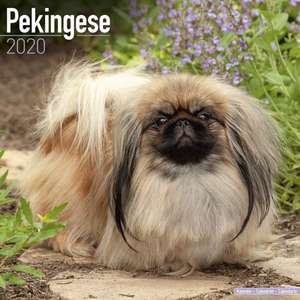 Pekingese Calendar 2020 de Avonside Publishing Ltd