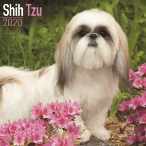 Shih Tzu Calendar 2020 de Avonside Publishing Ltd