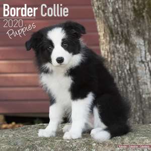 Border Collie Puppies Calendar 2020 de Avonside Publishing Ltd