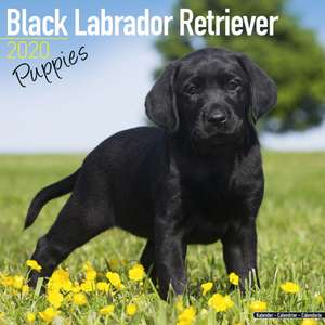 Black Labrador Retriever Puppies Calendar 2020 de Avonside Publishing Ltd