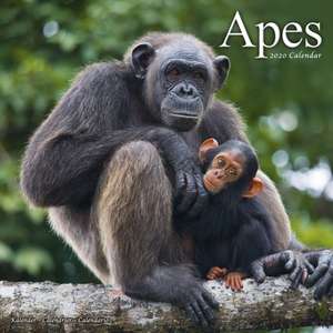 Apes - Affen 2020 de Avonside Publishing Ltd