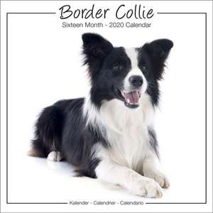 Border Collie Studio Calendar 2020 de Avonside Publishing Ltd