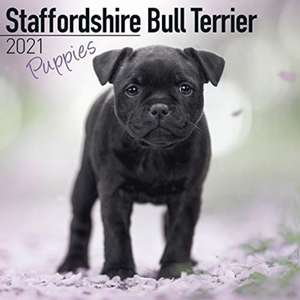 STAFFORDSHIRE BULL TERRIER PUPPIES SQUAR