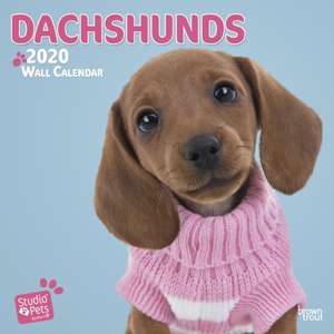 Dachshunds 2020 Mini Wall Calendar de BROWNTROUT UK