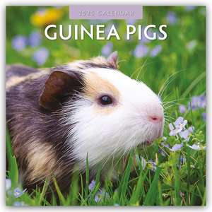 Guinea Pigs 2025 Square Wall Calendar de Red Robin