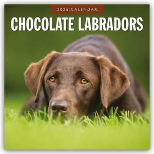 Chocolate Labrador Retrievers/Schoko Labrador Retriever 25