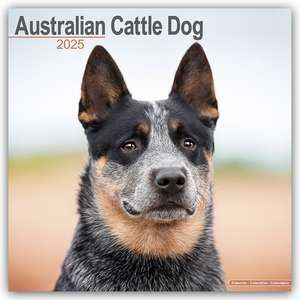 Australian Cattle Dog - Australische Cattle Dogs 2025 - 16-Monatskalender de Avonside Publishing Ltd