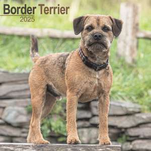 Border Terrier 2025 - 16-Monatskalender de Avonside Publishing Ltd