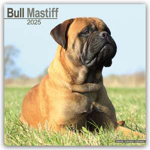 Bull Mastiff 2025 - 16-Monatskalender de Avonside Publishing Ltd