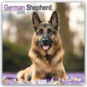 German Shepherd - Deutsche Schäferhunde 2025 - 16-Monatskalender de Avonside Publishing Ltd