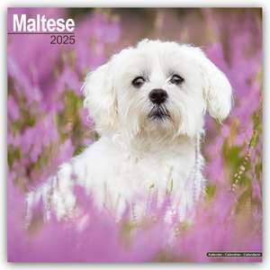 Maltese - Malteser 2025 - 16-Monatskalender de Avonside Publishing Ltd