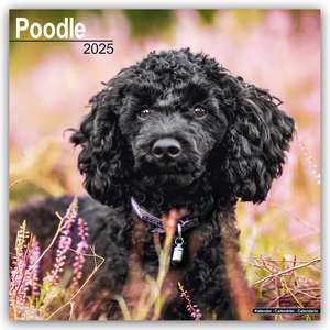 Poodle - Pudel 2025- 16-Monatskalender de Avonside Publishing Ltd