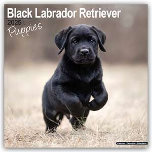 Avonside Publishing Ltd: Black Labrador Retriever Puppies -