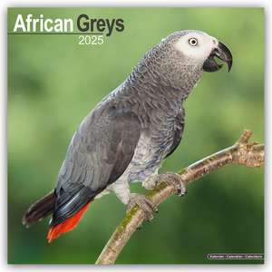 African Greys - Graupapageien 2025 - 16-Monatskalender de Avonside Publishing Ltd