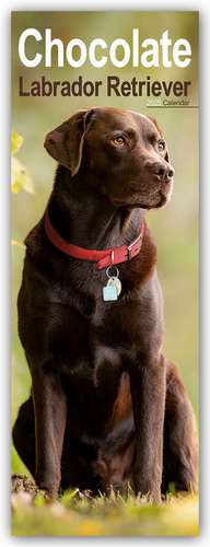 Chocolate Labrador Retriever - Schokoladenfarbener Labrador Retriever 2025 de Avonside Publisher Ltd