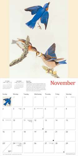 Fitzwilliam Museum: Audubon Birds Wall Calendar 2025 (Art Calendar) de Flame Tree Studio