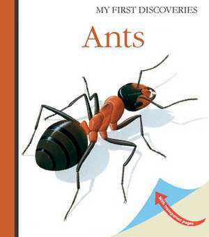 Ants de René Mettler