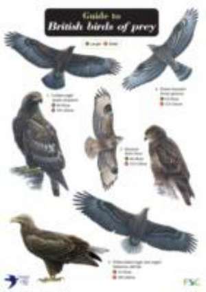 Guide to British Birds of Prey de Simon Norman