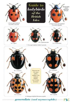 Guide to Ladybirds of the British Isles de Michael Majerus