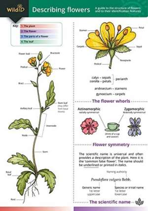 Describing Flowers de Anne Bebbington