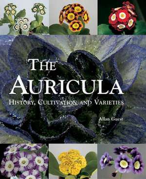 The Auricula de Allan Guest