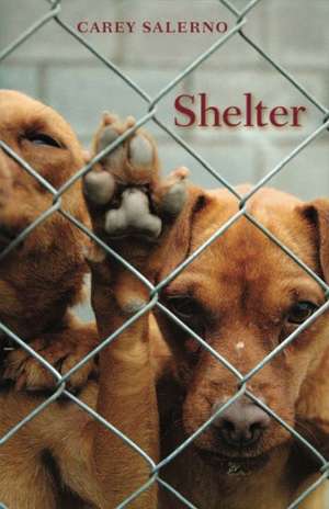 Shelter de Carey Salerno