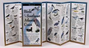 Birds of the Southeast ATL. Coast: Long Is. Sound to Canadian Maritimes de Ernest Simmons