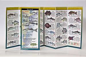 The Ultimate Guide to Fishes of the Mid-Atlantic Coast de Robert Shipp