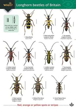 Guide to longhorn beetles of Britain de Wil Heeney