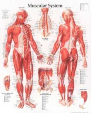 Muscular System Male Chart: Wall Chart de Scientific Publishing Company