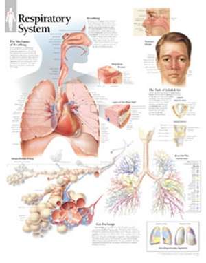 Respiratory System Chart: Laminated Wall Chart de Scientific Publishing