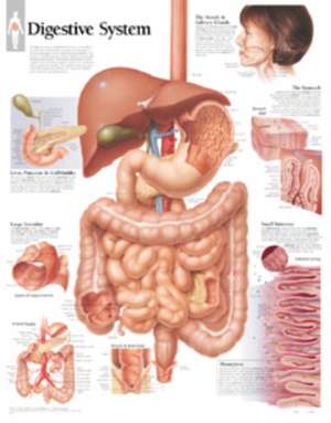 Digestive System Paper Poster de Scientific Publishing