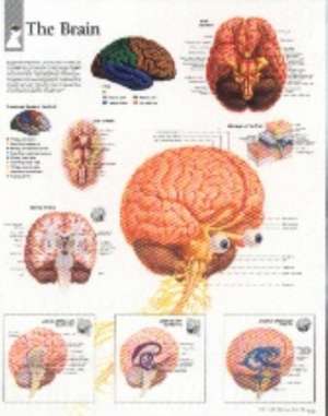 Brain Laminated Poster de Scientific Publishing