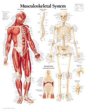 Musculoskeletal System Chart: Wall Chart de Scientific Publishing