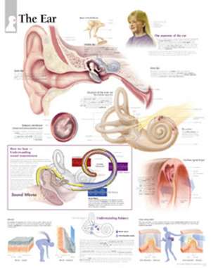 The Ear Chart: Laminated Wall Chart de Scientific Publishing