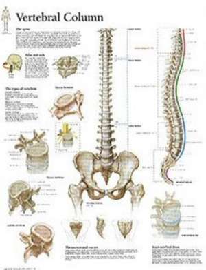 Vertebral Column Chart: Laminated Wall Chart de various