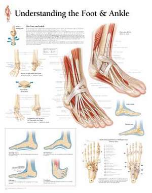 Understanding the Foot & Ankle Chart: Wall Chart de Various