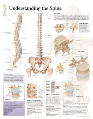 Understanding the Spine Chart: Laminated Wall Chart de various