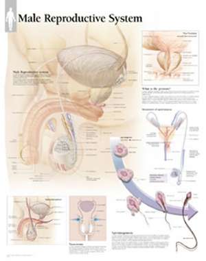 Male Reproductive System Chart: Laminated Wall Chart de Scientific Publishing