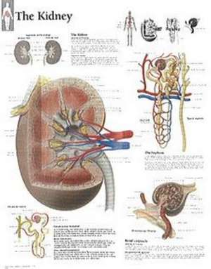 Kidney Paper Poster de Scientific Publishing