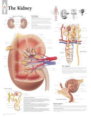 The Kidney Chart: Wall Chart de Scientific Publishing