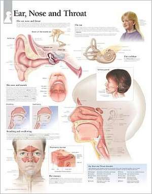 Ear, Nose & Throat Chart: Laminated Wall Chart de various