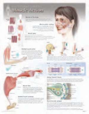 Muscle Action Wall Chart: 8110 de Scientific Publishing