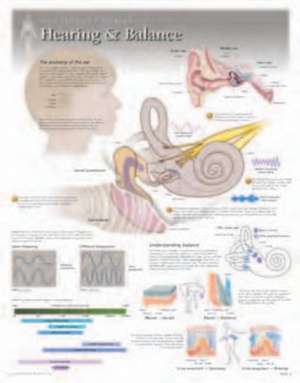 Hearing & Balance Wall Chart: 8210 de Scientific Publishing