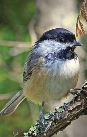 Chickadee Lined Journal: Selected Poems by Lucille Broderson de Nodin Press