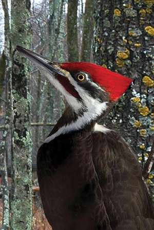 Pileated Woodpecker Blank Lined Journal: Selected Poems of Roy McBride [With DVD] de David Brislance