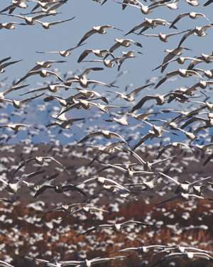 Seagulls Aloft Blank Book Lined Journal (8x10) de Emelen Publishing