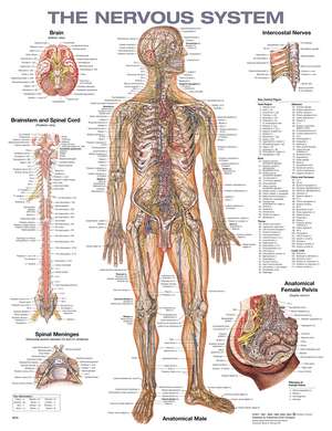 The Nervous System Anatomical Chart de Anatomical Chart Company