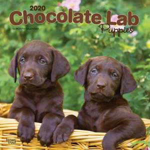 Chocolate Labrador Retriever Puppies - Braune Labradorwelpen 2020 - 18-Monatskalender mit freier DogDays-App de BROWNTROUT US